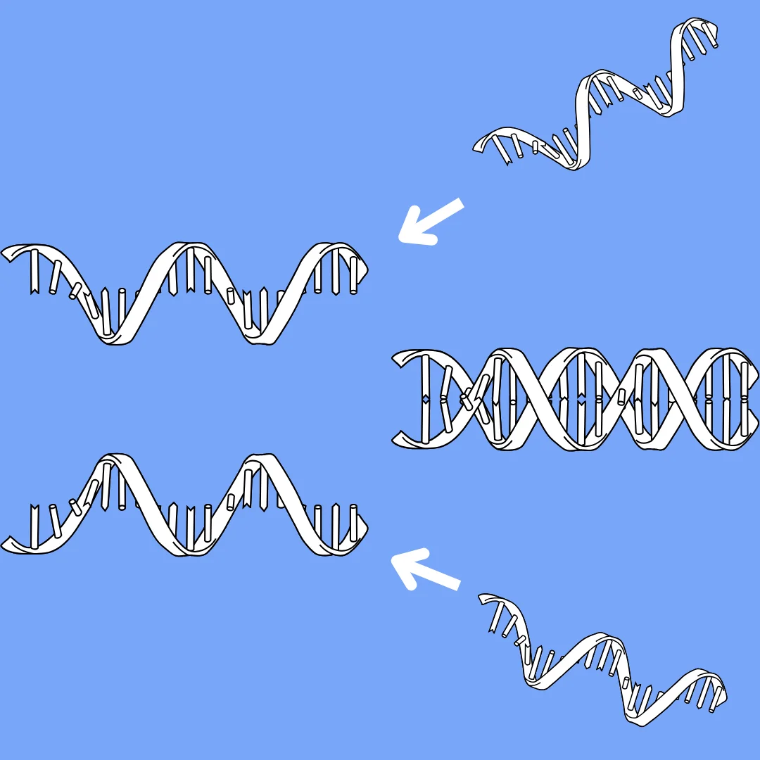 Gene Expression image